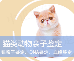 凯里猫类动物亲子鉴定