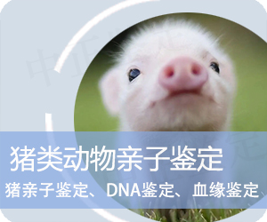 贵州猪类动物亲子鉴定
