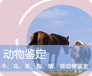 动物鉴定